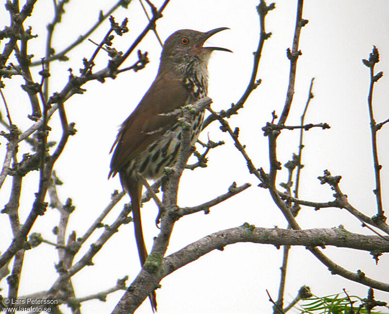 Long-billed Thrasher