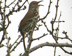 Long-billed Thrasher