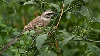 Long-tailed Mockingbird