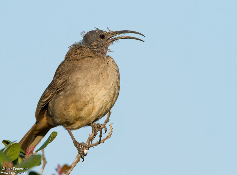 California Thrasher