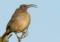 California Thrasher