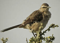 Patagonian Mockingbird