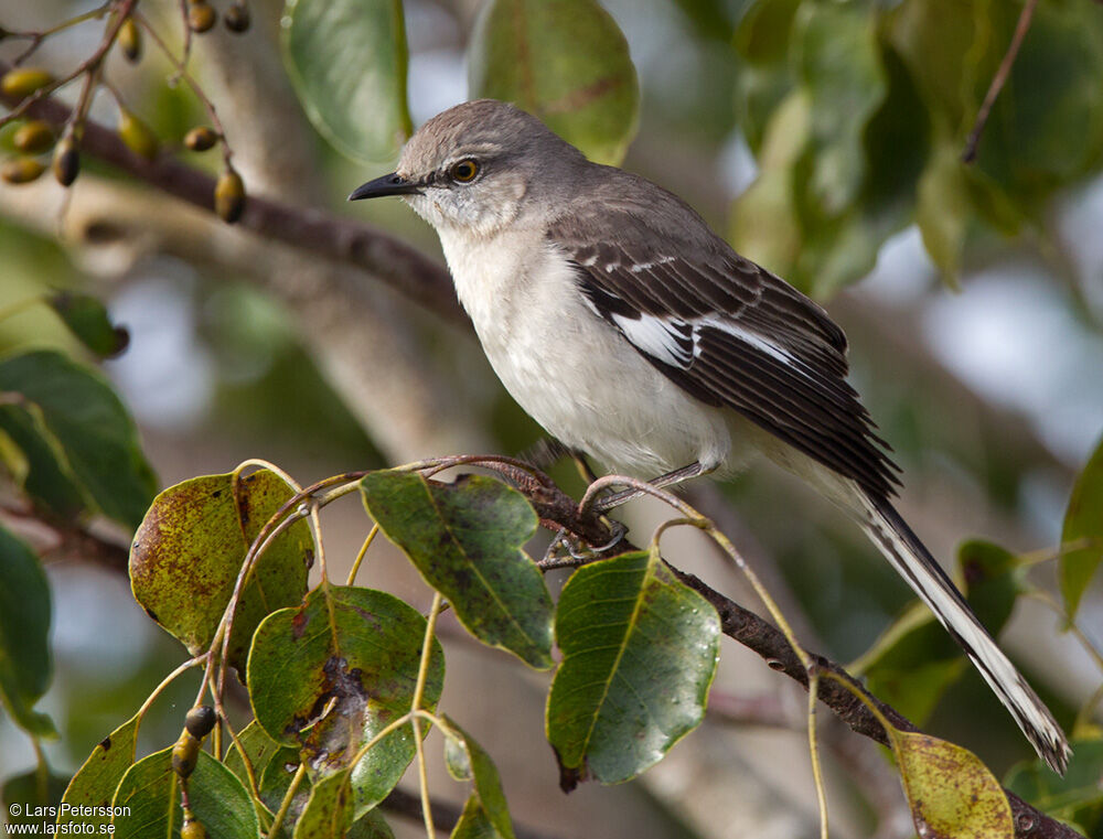 Northern Mockingbird