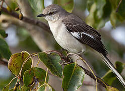 Northern Mockingbird