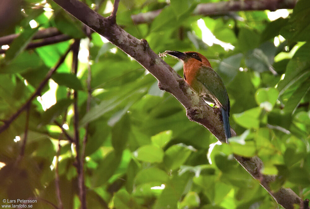 Broad-billed Motmot