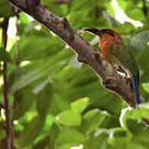 Motmot à bec large