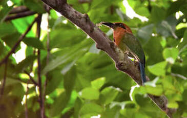 Motmot à bec large