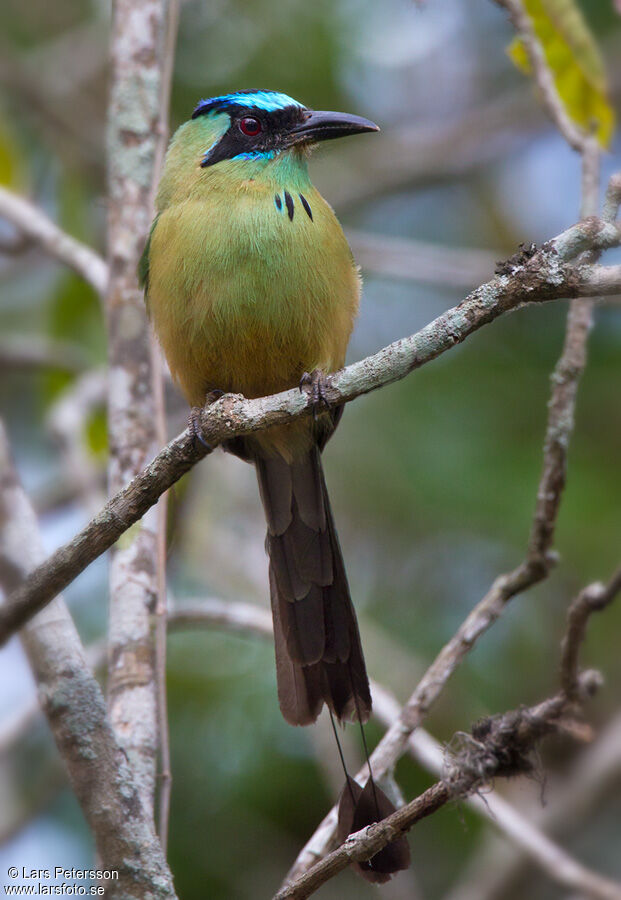 Motmot caraïbe