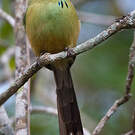 Motmot caraïbe