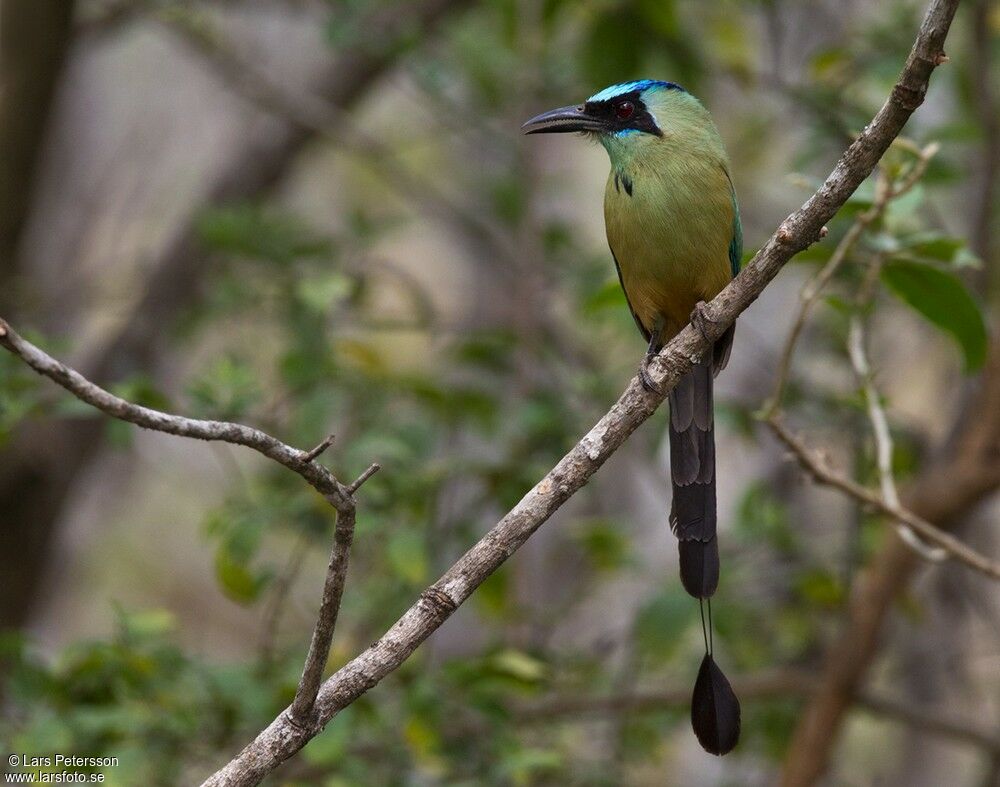 Whooping Motmot