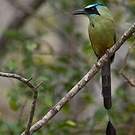 Motmot caraïbe