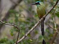 Motmot caraïbe