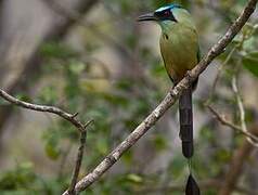 Whooping Motmot