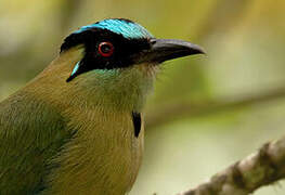 Andean Motmot