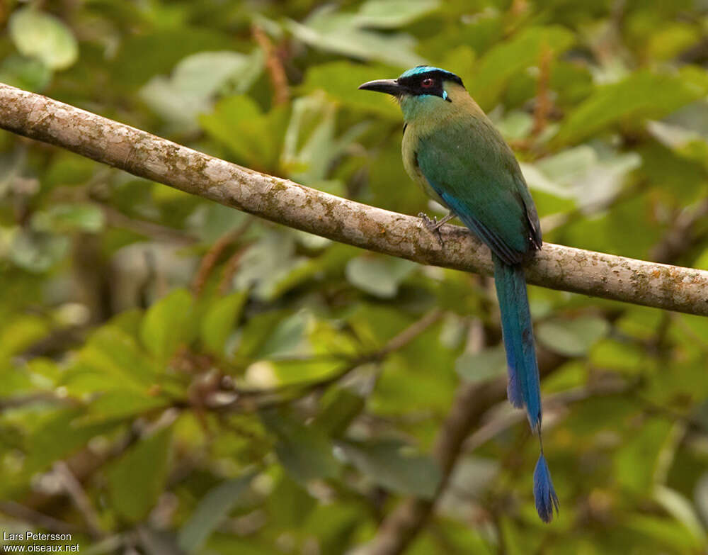 Andean Motmotadult, identification