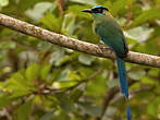 Motmot d'Équateur