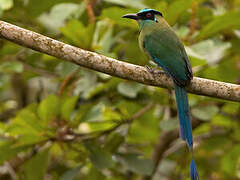 Andean Motmot