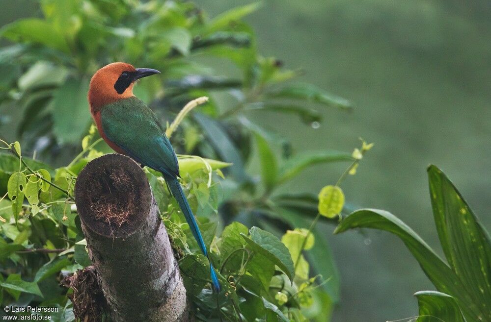 Rufous Motmot