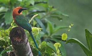 Rufous Motmot