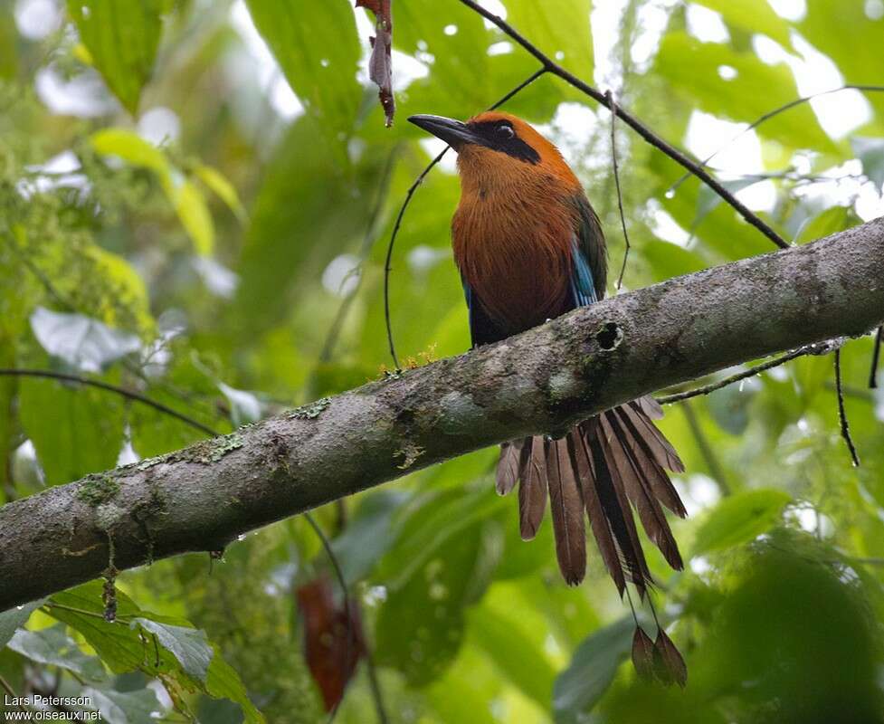 Rufous Motmotadult, habitat, aspect