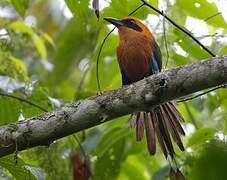 Rufous Motmot