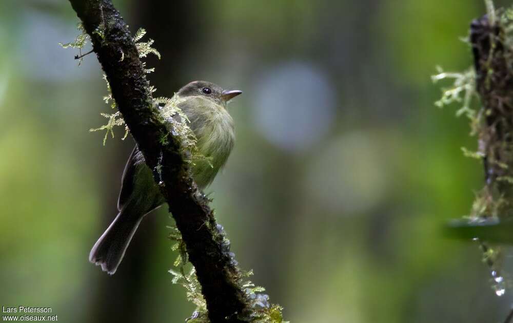 Orange-crested Flycatcher, identification