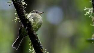 Orange-crested Flycatcher