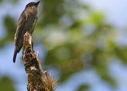 Olive-sided Flycatcher