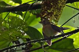 Sulphur-rumped Myiobius