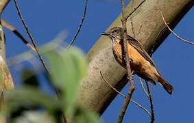 Streak-throated Bush Tyrant