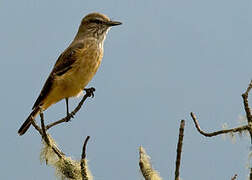 Streak-throated Bush Tyrant