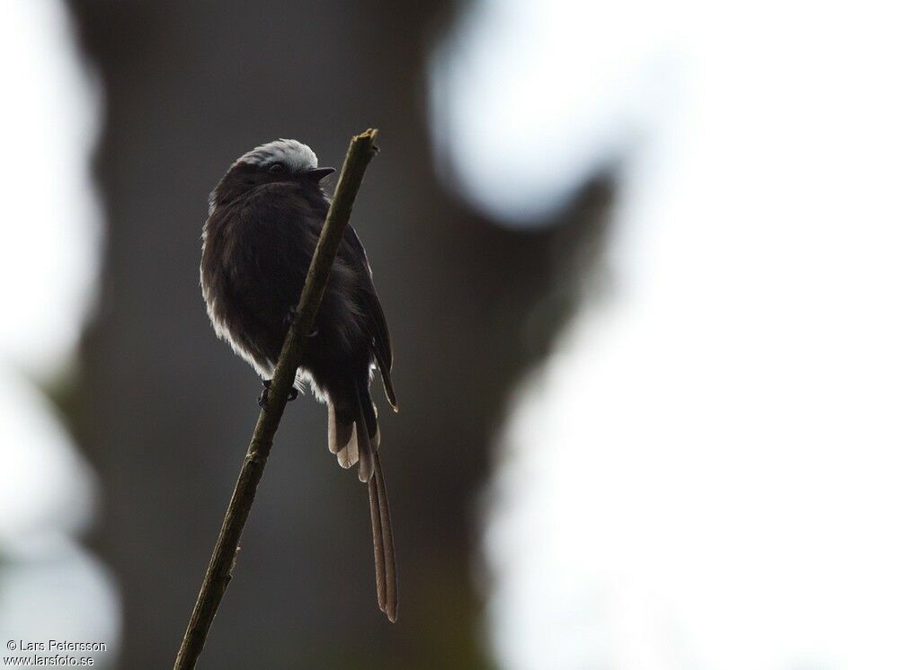 Long-tailed Tyrant