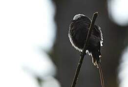 Long-tailed Tyrant