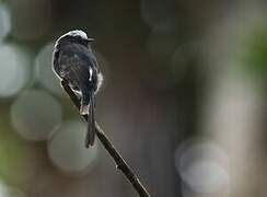 Long-tailed Tyrant