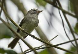 Grey-breasted Flycatcher