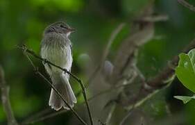 Grey-breasted Flycatcher