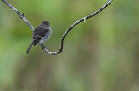 Olive-chested Flycatcher