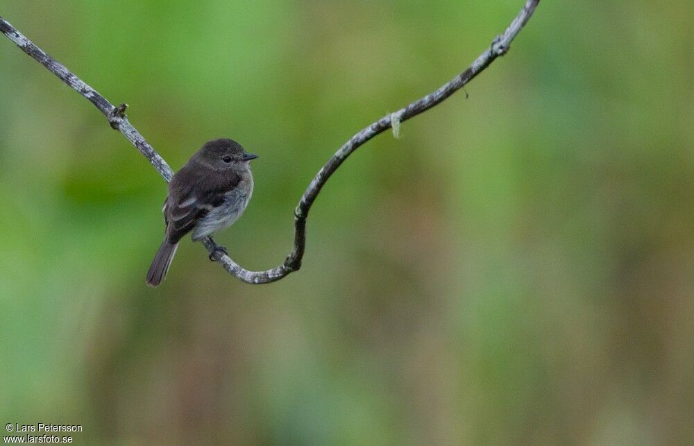 Olive-chested Flycatcher