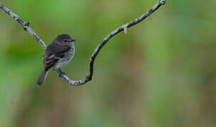 Olive-chested Flycatcher