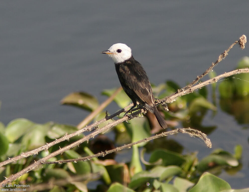 White-headed Marsh Tyrant