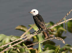 White-headed Marsh Tyrant