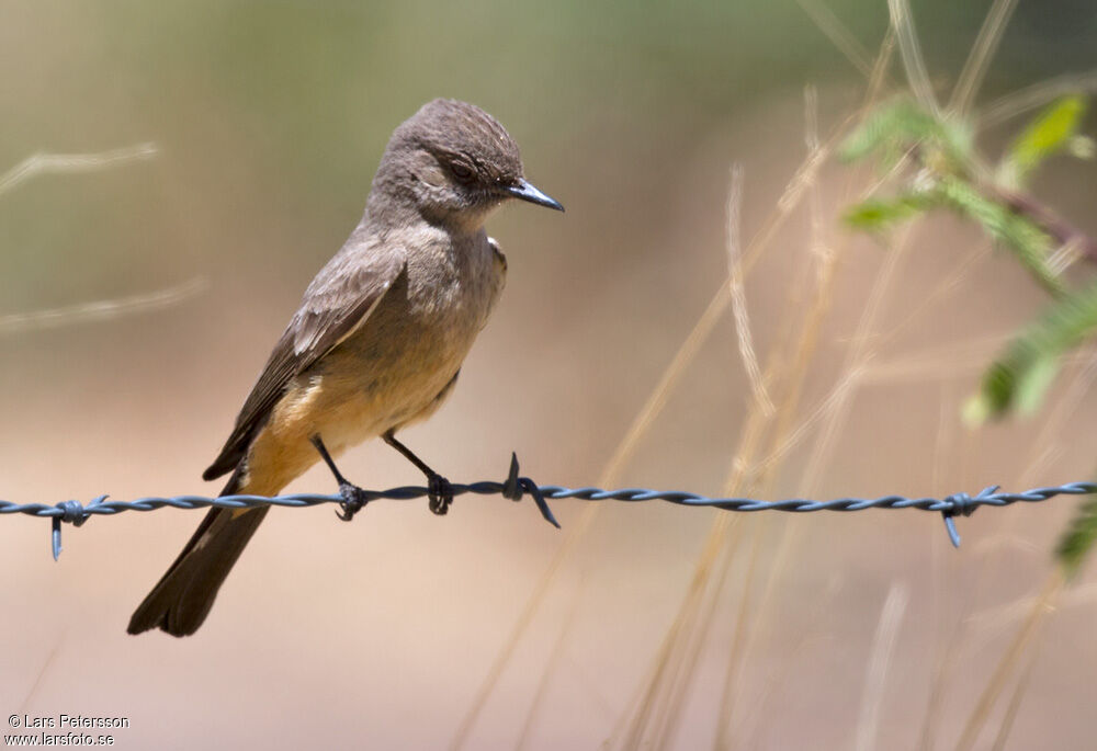 Say's Phoebe