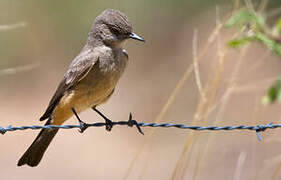 Say's Phoebe