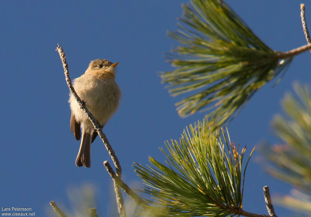 Buff-breasted Flycatcheradult, identification