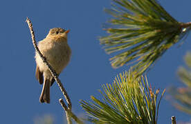 Buff-breasted Flycatcher