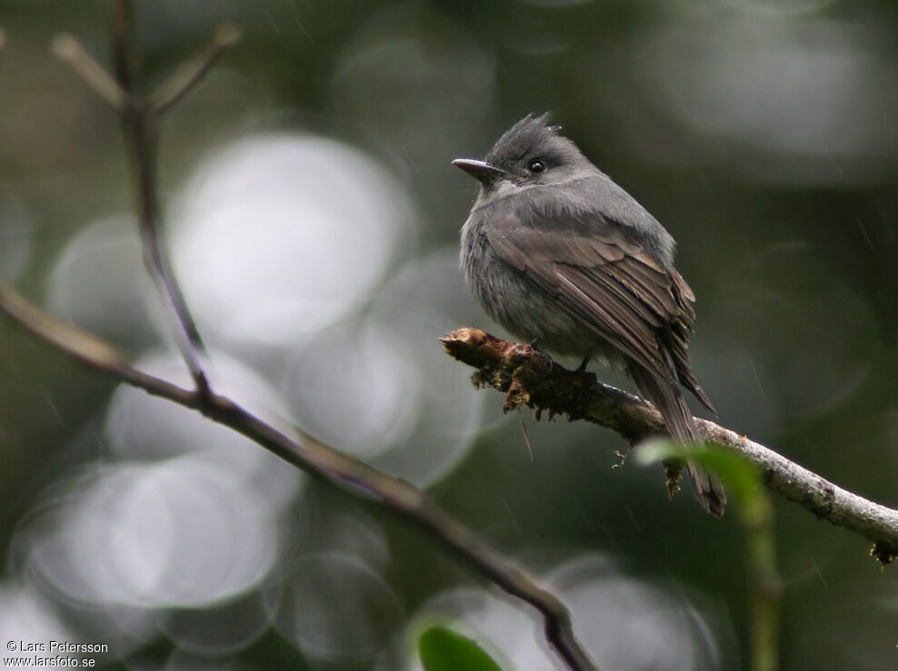Smoke-colored Pewee