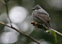 Smoke-colored Pewee