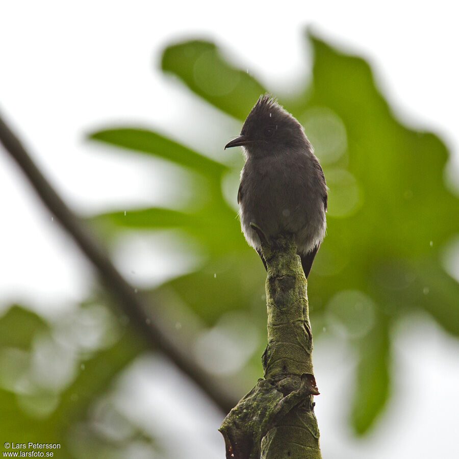 Smoke-colored Pewee