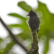 Smoke-colored Pewee