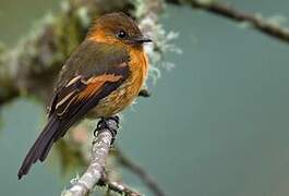 Cinnamon Flycatcher